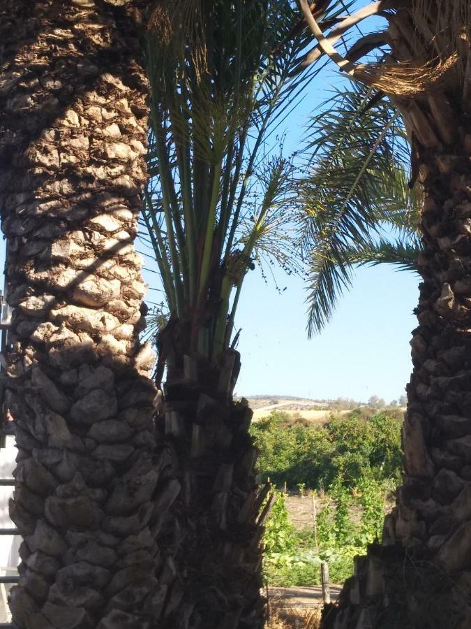 Argaka Palm Tree Apts Bagian luar foto